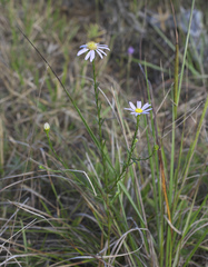 Aster hispidus leptocladus