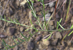 Aster hispidus leptocladus