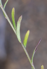 Aster hispidus leptocladus