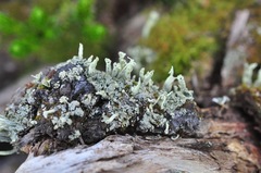 Cladonia sulphurina