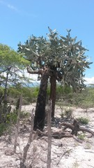 Consolea moniliformis