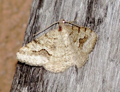 Macaria decorata