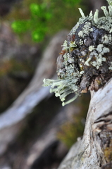 Cladonia sulphurina