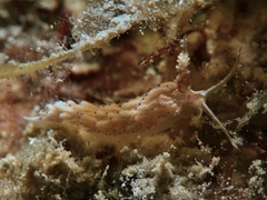 Favorinus mirabilis