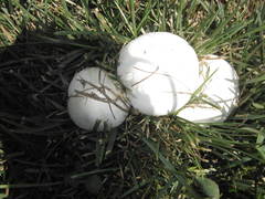 Agaricus andrewii