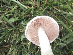 Agaricus andrewii