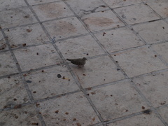 Columbina passerina