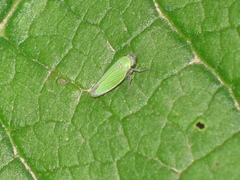 Chlorogonalia losoplanensis