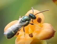 Ceylalictus perditellus