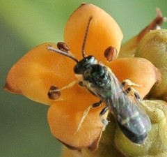 Ceylalictus perditellus