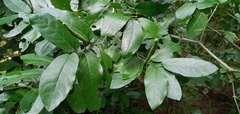 Piper tuberculatum