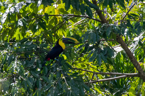 Yellow-throated Toucan (Black-mandibled)
