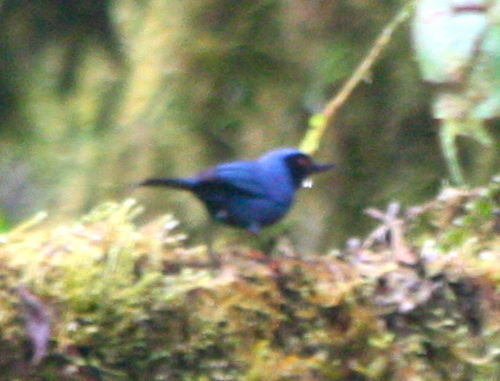 Diglossa cyanea