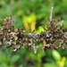 Arboreal Wrinkle Lichen - Photo (c) Andrew Simon, some rights reserved (CC BY-NC), uploaded by Andrew Simon