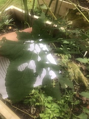 Abelmoschus esculentus