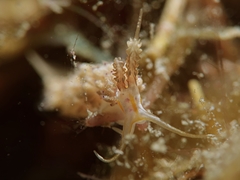 Favorinus mirabilis