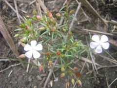 Sauvagesia linearifolia