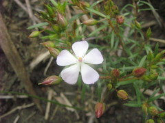 Sauvagesia linearifolia