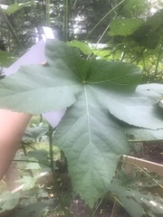 Abelmoschus esculentus