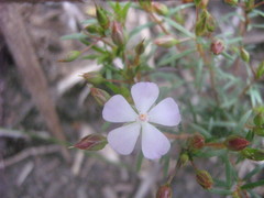 Sauvagesia linearifolia