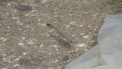 Pacific Four-eyed Fish