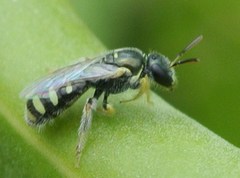 Ceylalictus perditellus