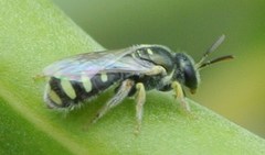 Ceylalictus perditellus