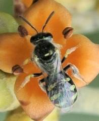 Ceylalictus perditellus