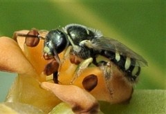 Ceylalictus perditellus