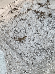 Leiocephalus carinatus