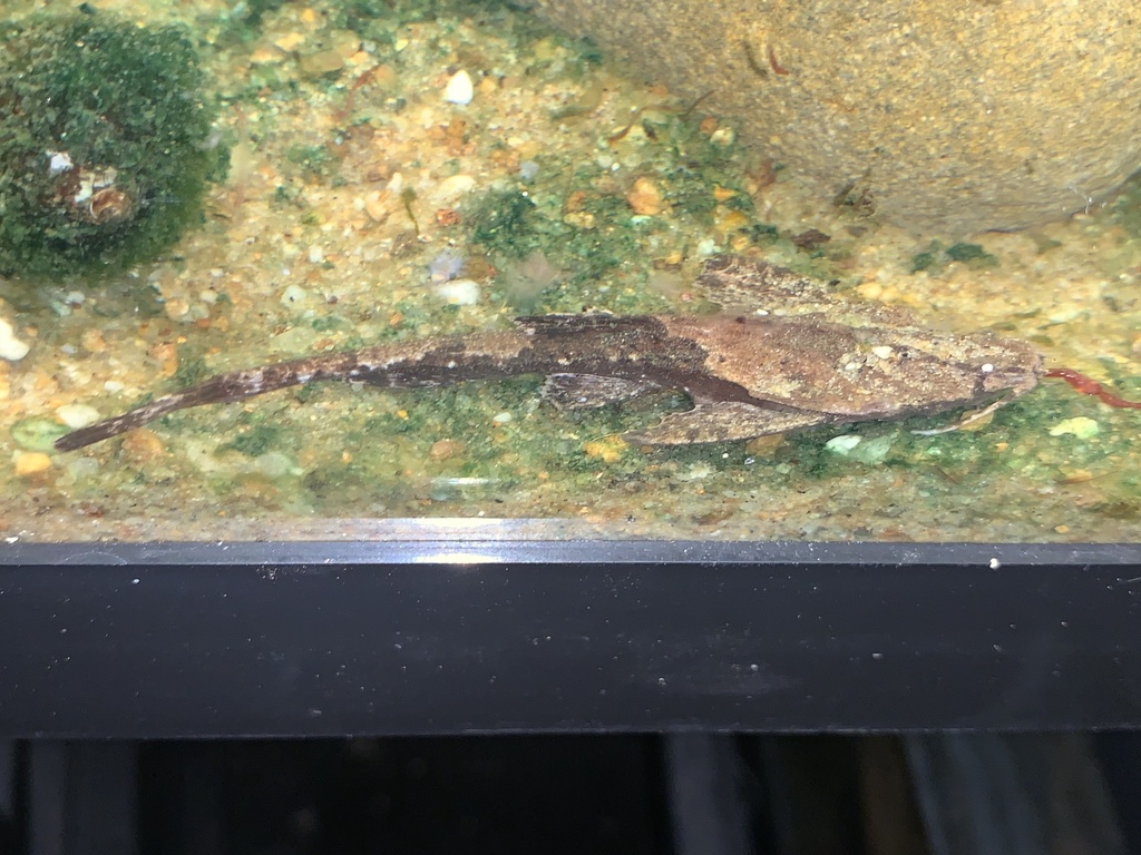 Poisson banjo (Bunocephalus coracoideus)