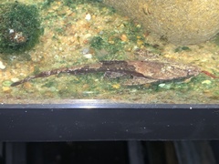 Bunocephalus coracoideus