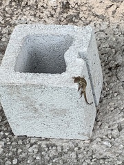 Leiocephalus carinatus