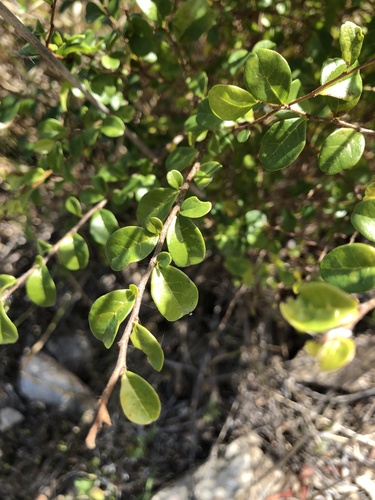 Antidesma parvifolium (Antidesma parvifolium)