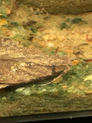 Bunocephalus coracoideus