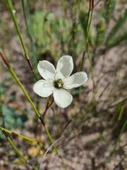 Drosera pauciflora