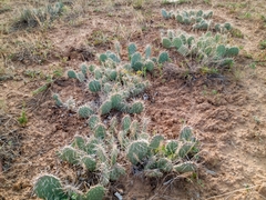 Opuntia polyacantha juniperina