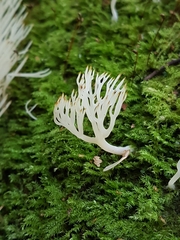 Lentaria epichnoa