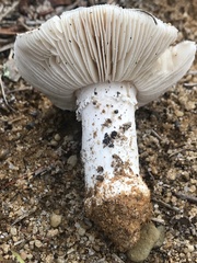Amanita limbatula