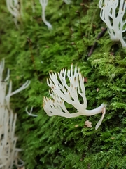 Lentaria epichnoa
