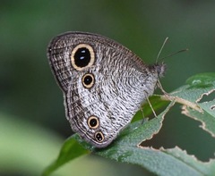 Ypthima pandocus corticaria