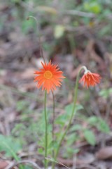 Gerbera jamesonii