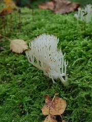 Lentaria epichnoa
