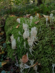 Lentaria epichnoa