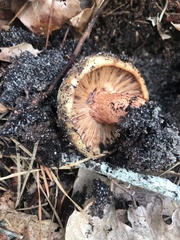 Russula ventricosipes