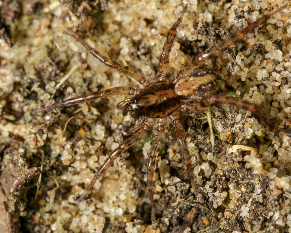 Allocosa absoluta