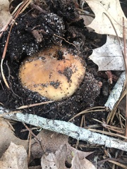 Russula ventricosipes