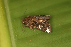 Image of Argyrosticta aurifundens