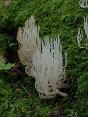 Lentaria epichnoa