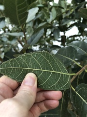 Ficus opposita